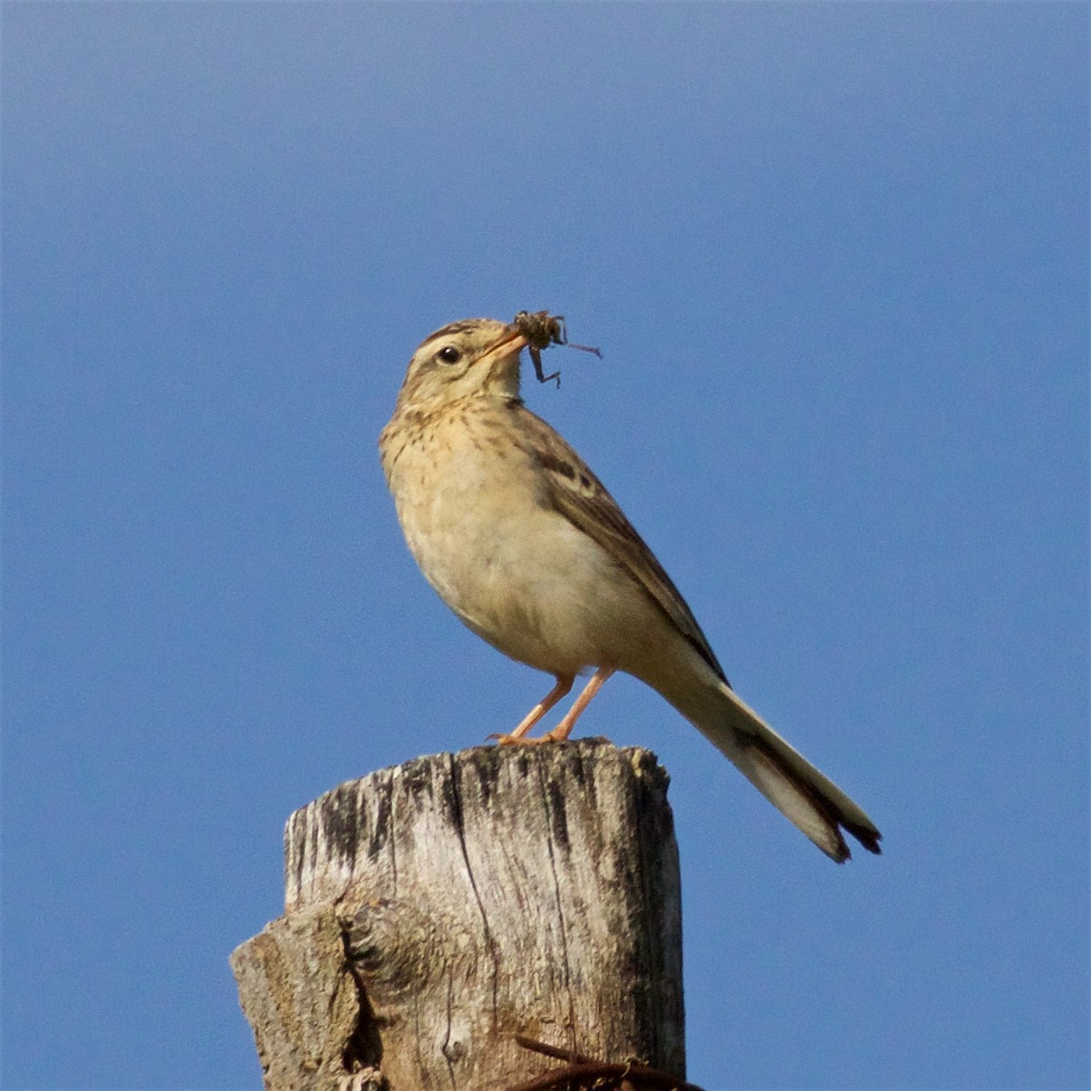 Tawny Pipit - ML620764307