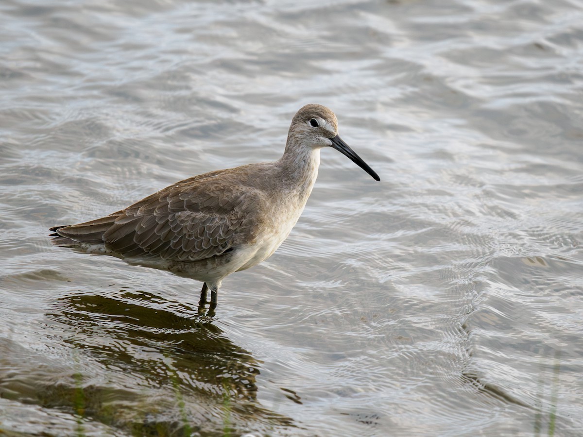 Willet - ML620764308