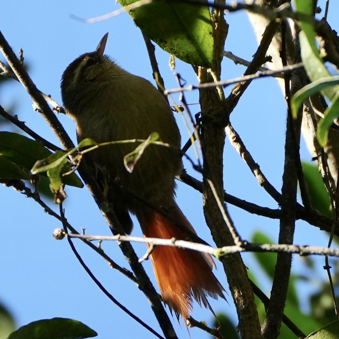 Pallid Spinetail - ML620764311