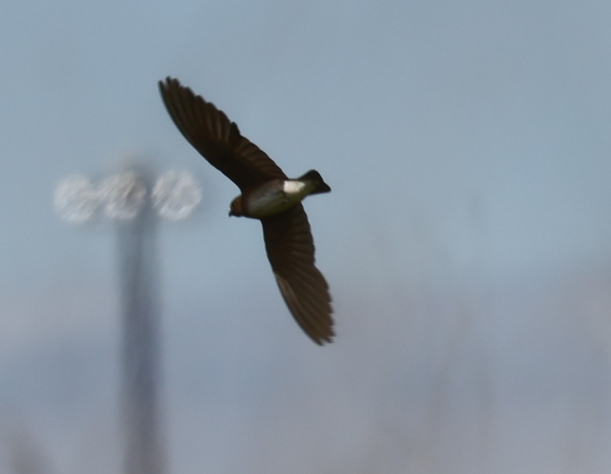 Northern Rough-winged Swallow - ML620764312