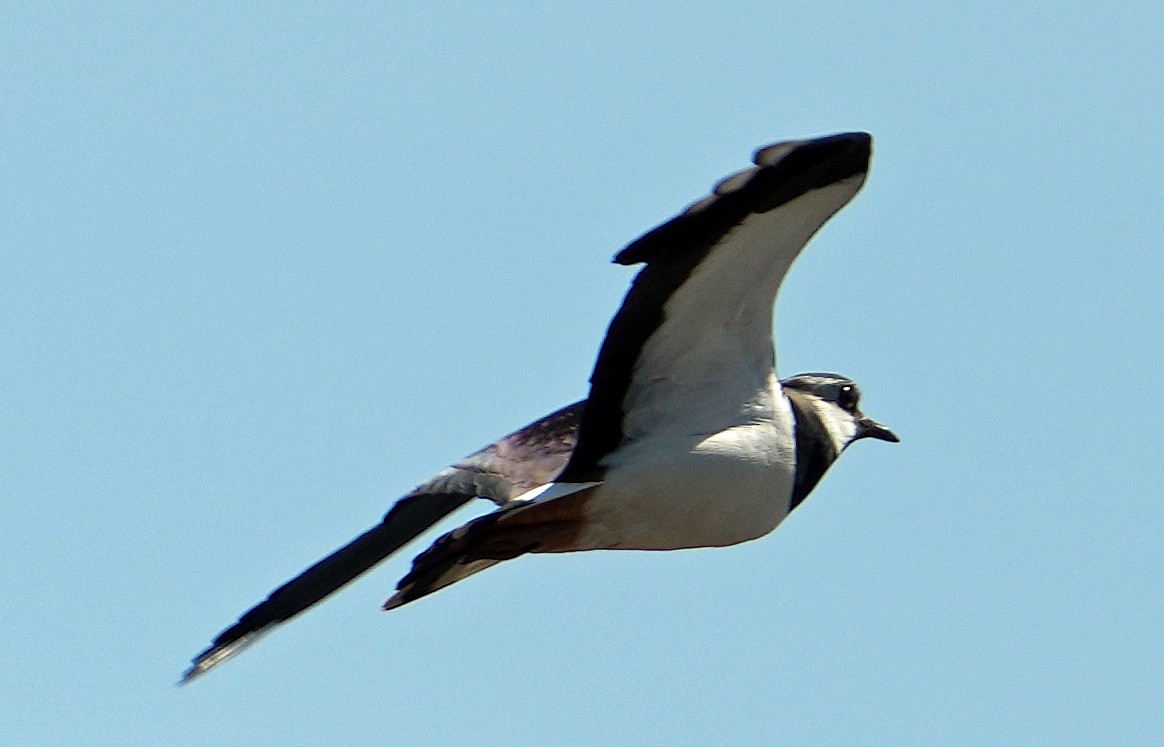 Northern Lapwing - ML620764317