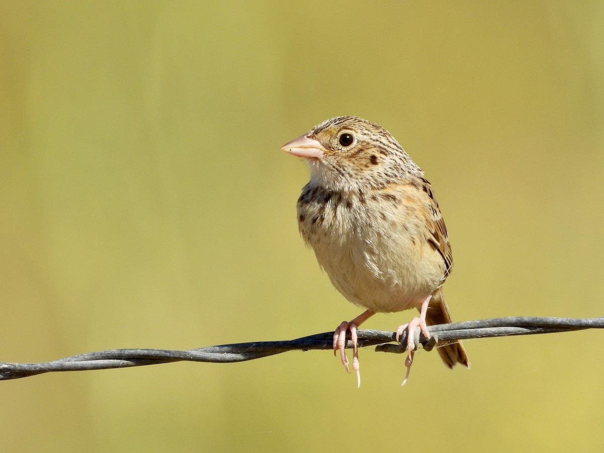 Grasshopper Sparrow - ML620764318