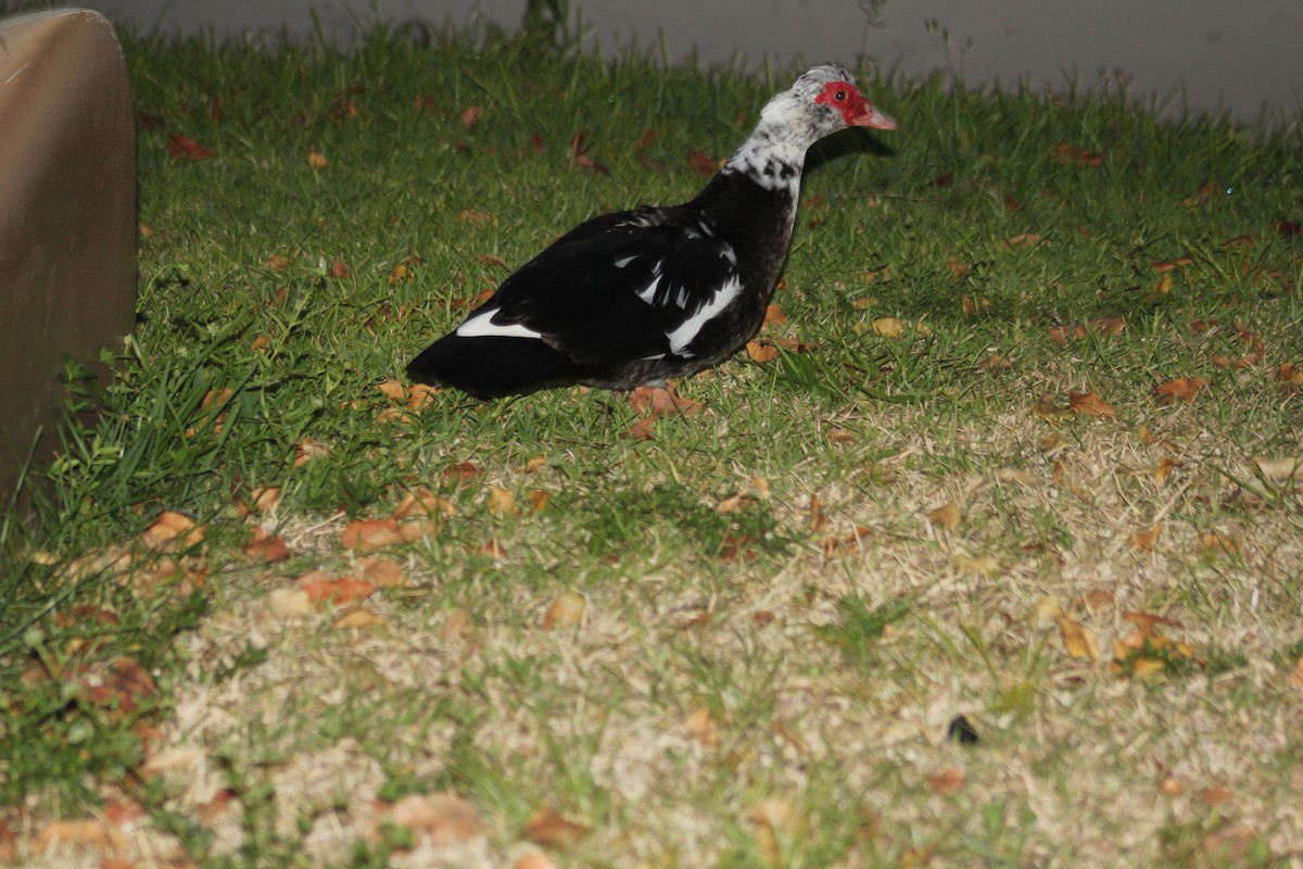 Muscovy Duck (Domestic type) - ML620764319