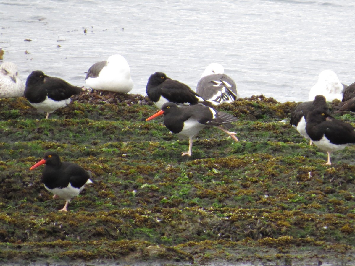 Magellanic Oystercatcher - ML620764322