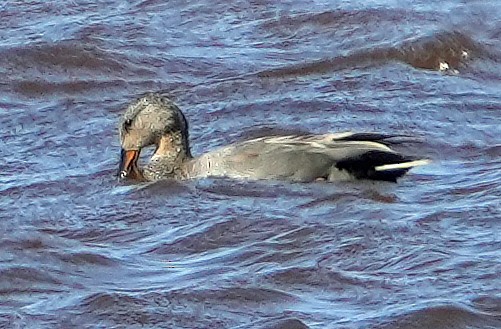 Gadwall (Common) - ML620764325