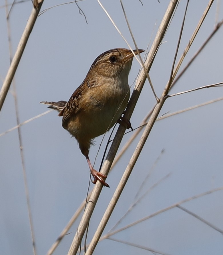 European Starling - ML620764327