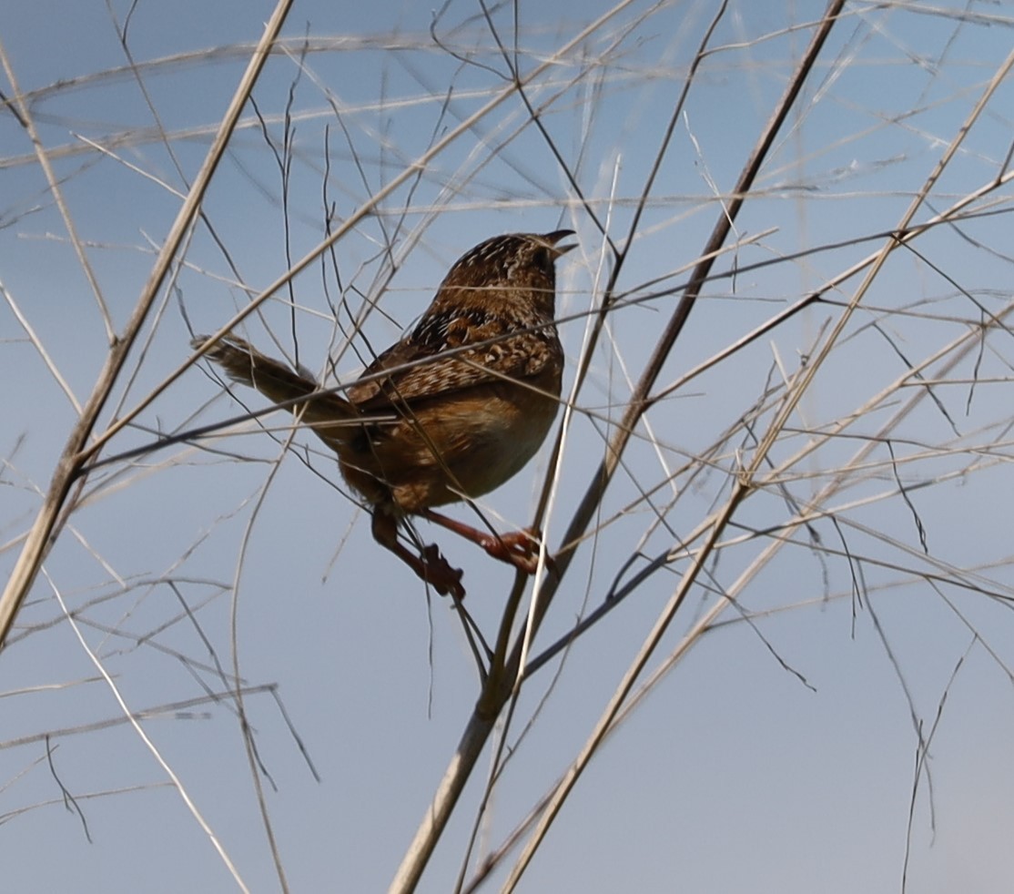 European Starling - ML620764328