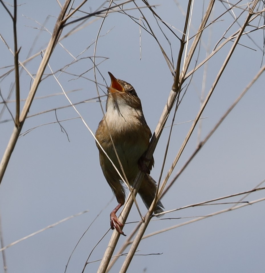 European Starling - ML620764329