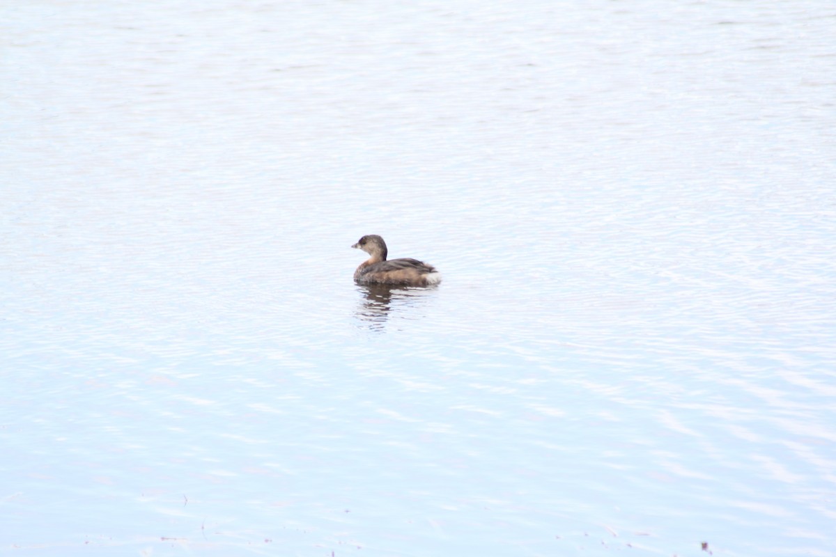 Pied-billed Grebe - ML620764332