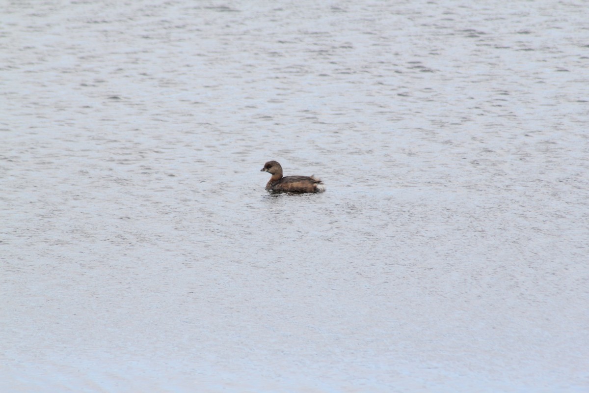 Pied-billed Grebe - ML620764334