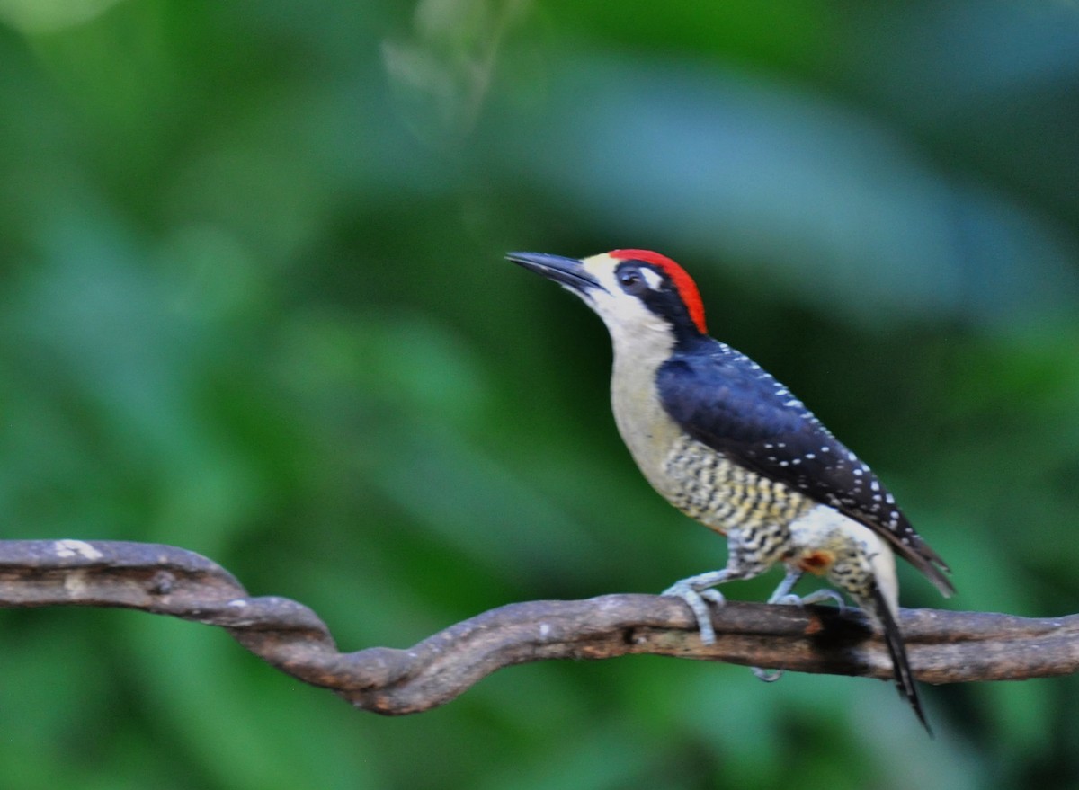 Black-cheeked Woodpecker - ML620764335