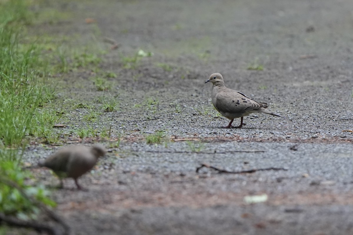 Mourning Dove - ML620764337