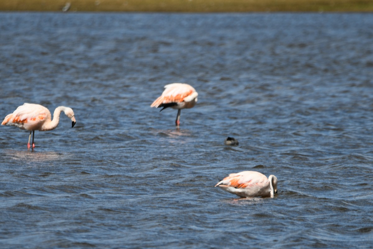 Chilean Flamingo - ML620764338