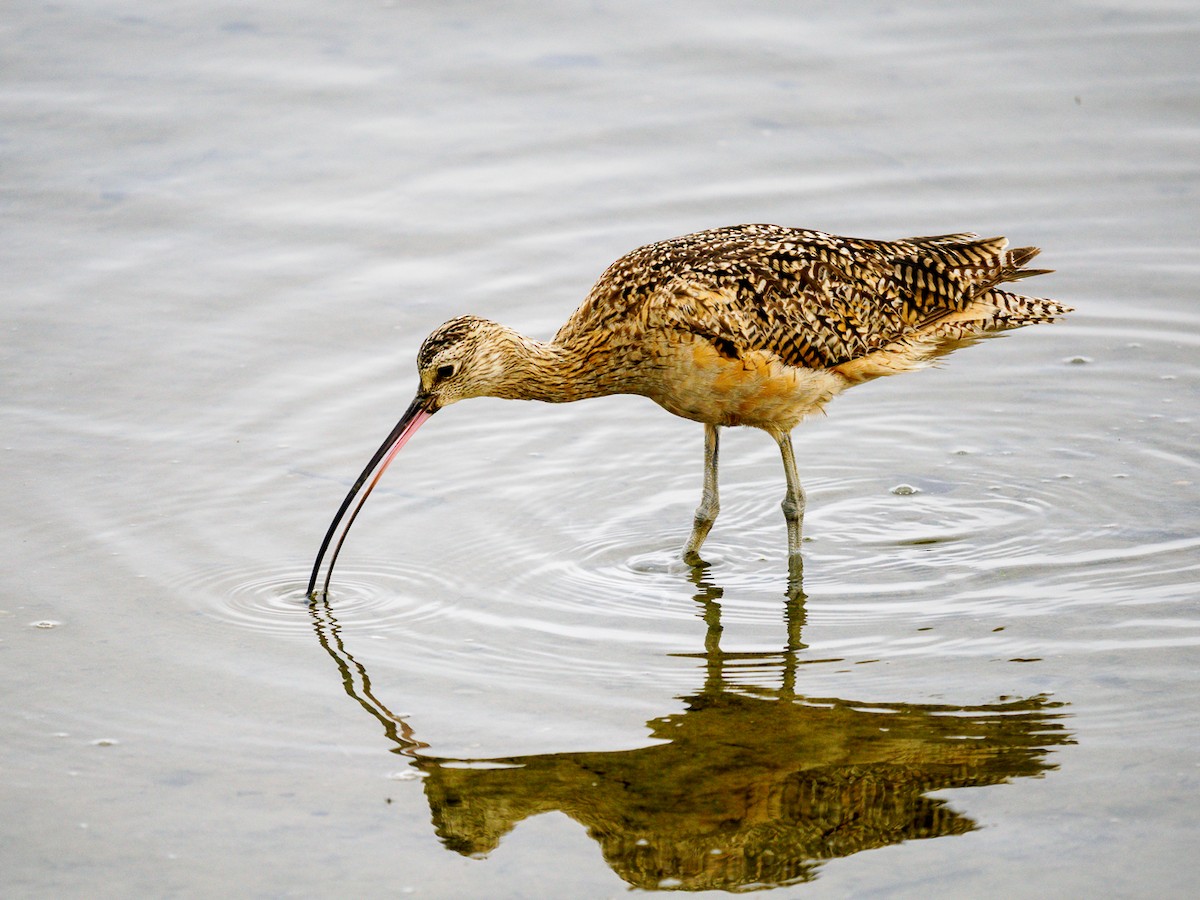 Long-billed Curlew - ML620764342