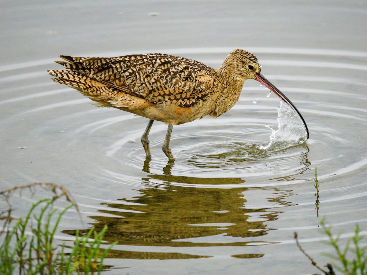 Long-billed Curlew - ML620764343