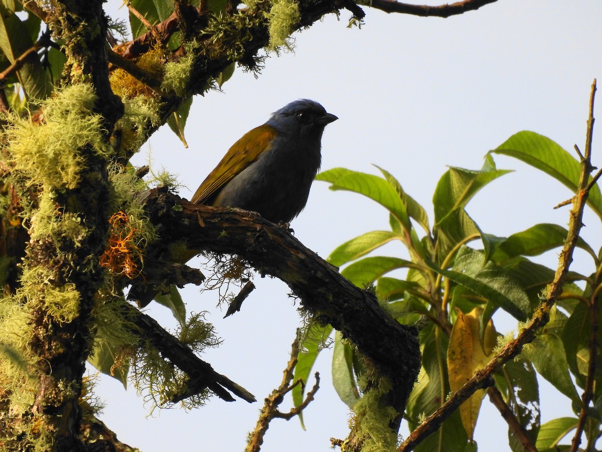 Blue-capped Tanager - ML620764344