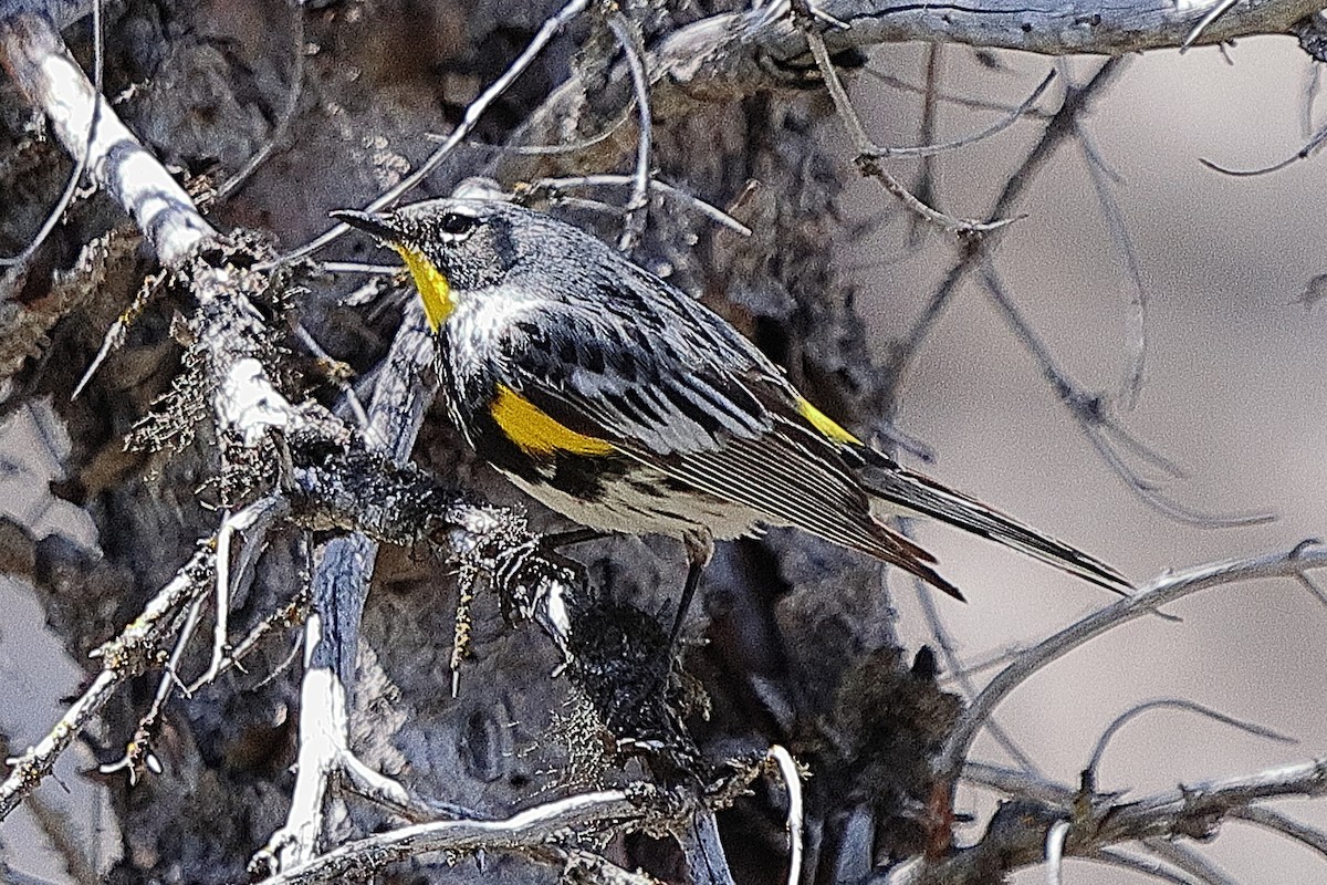 Yellow-rumped Warbler - ML620764348