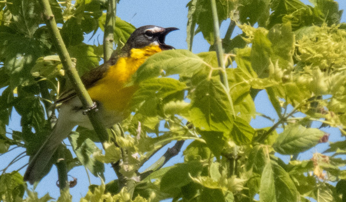 Yellow-breasted Chat - ML620764351