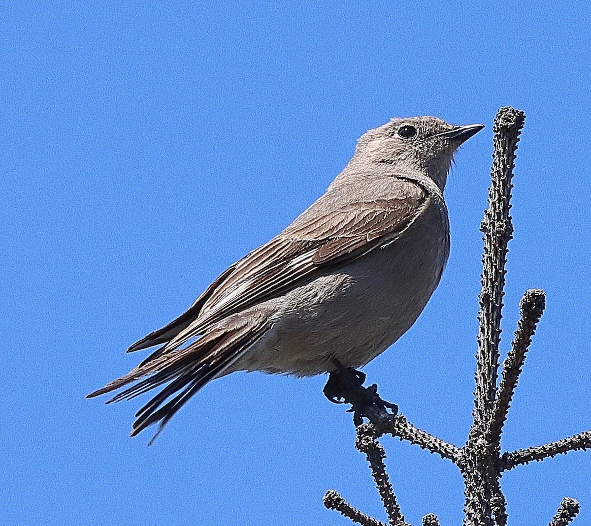 Townsend's Solitaire - ML620764352