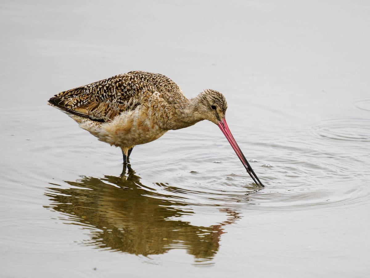 Marbled Godwit - ML620764353