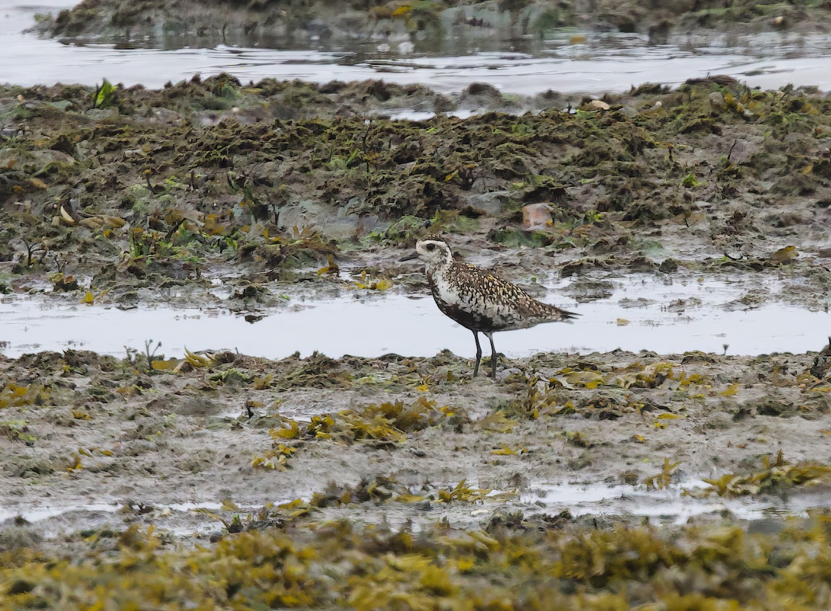 Pacific Golden-Plover - ML620764354