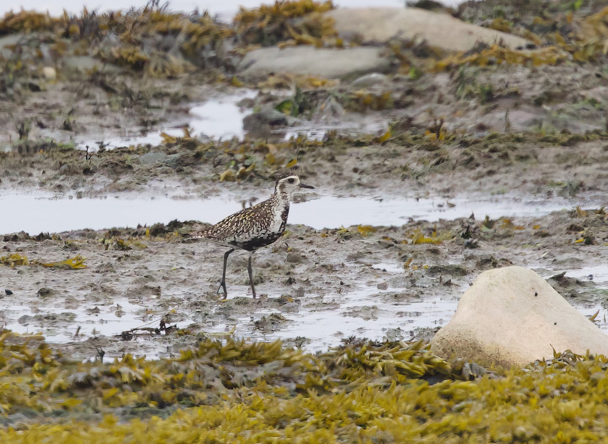 Pacific Golden-Plover - ML620764355