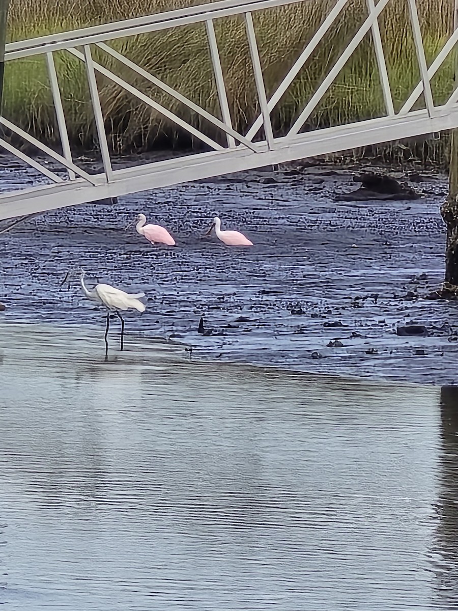 Roseate Spoonbill - ML620764361