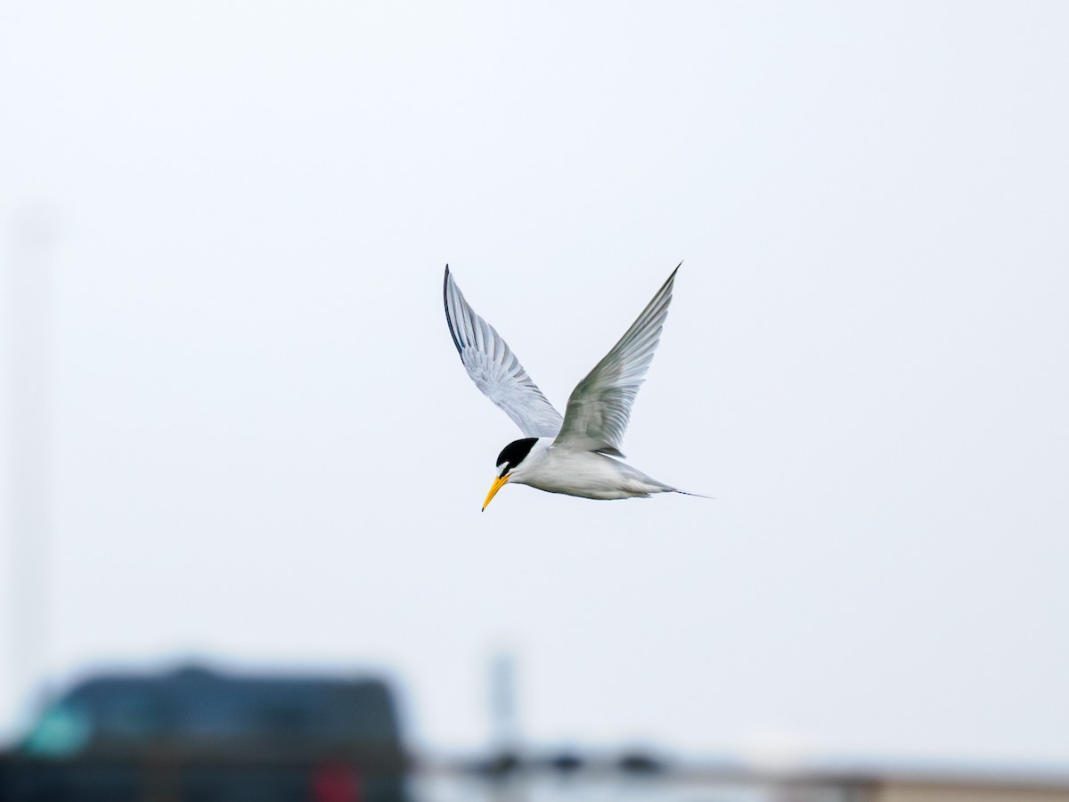 Least Tern - ML620764363