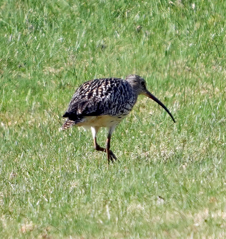 Eurasian Curlew - Phil Davis