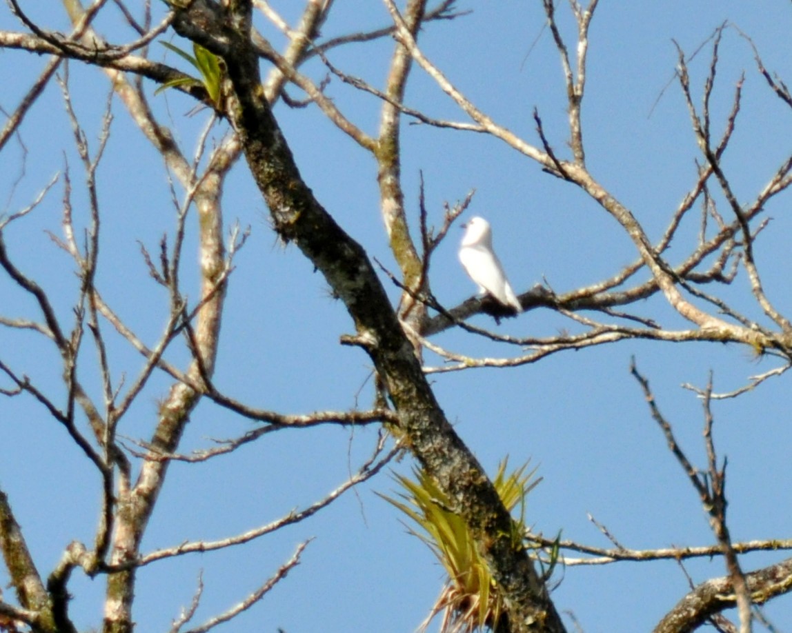 Cotinga neigeux - ML620764366