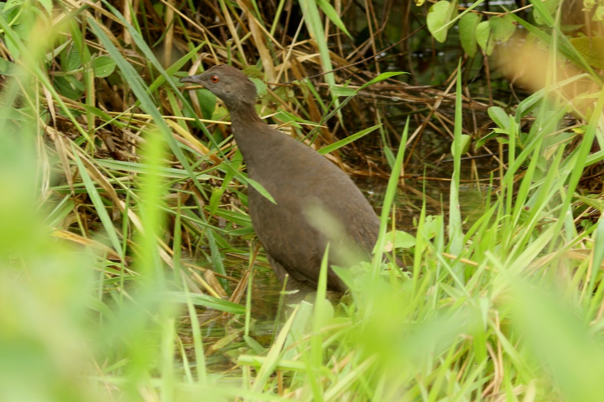 Cinereous Tinamou - ML620764367