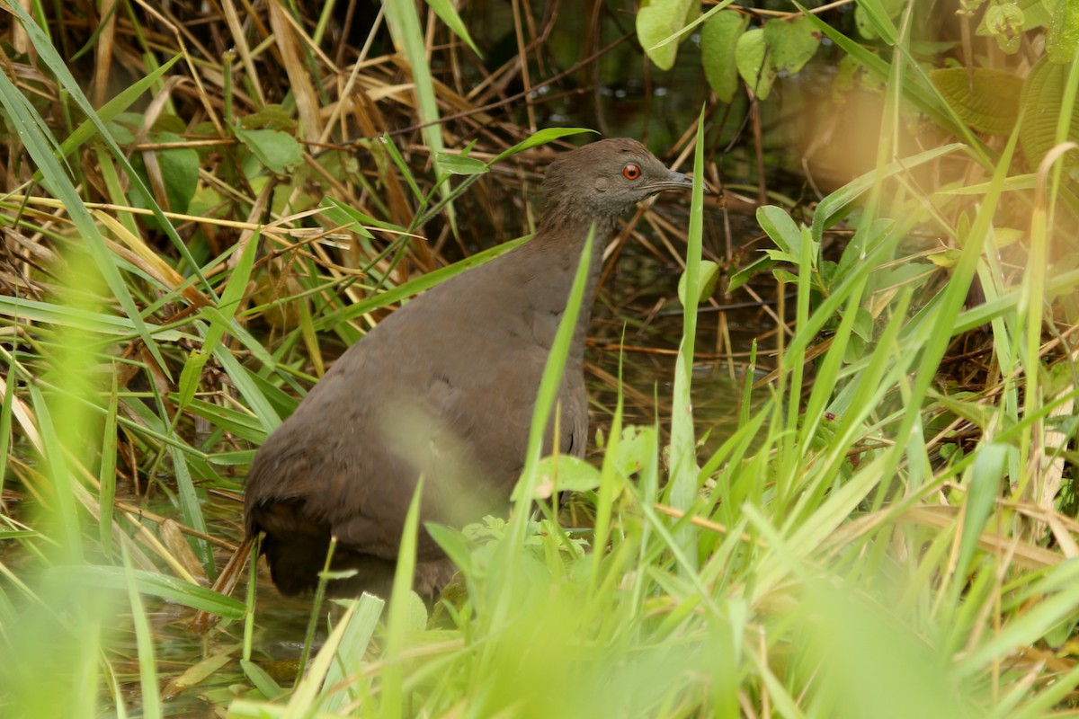 Cinereous Tinamou - ML620764368