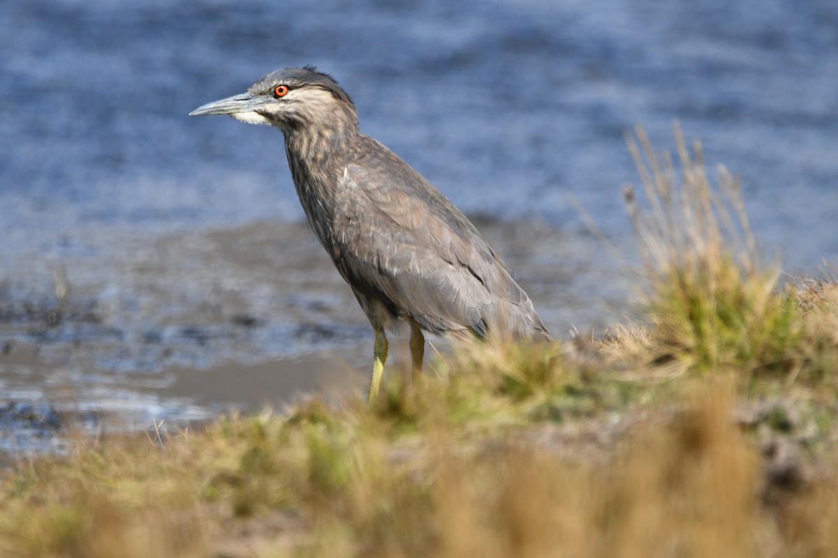 Black-crowned Night Heron - ML620764370