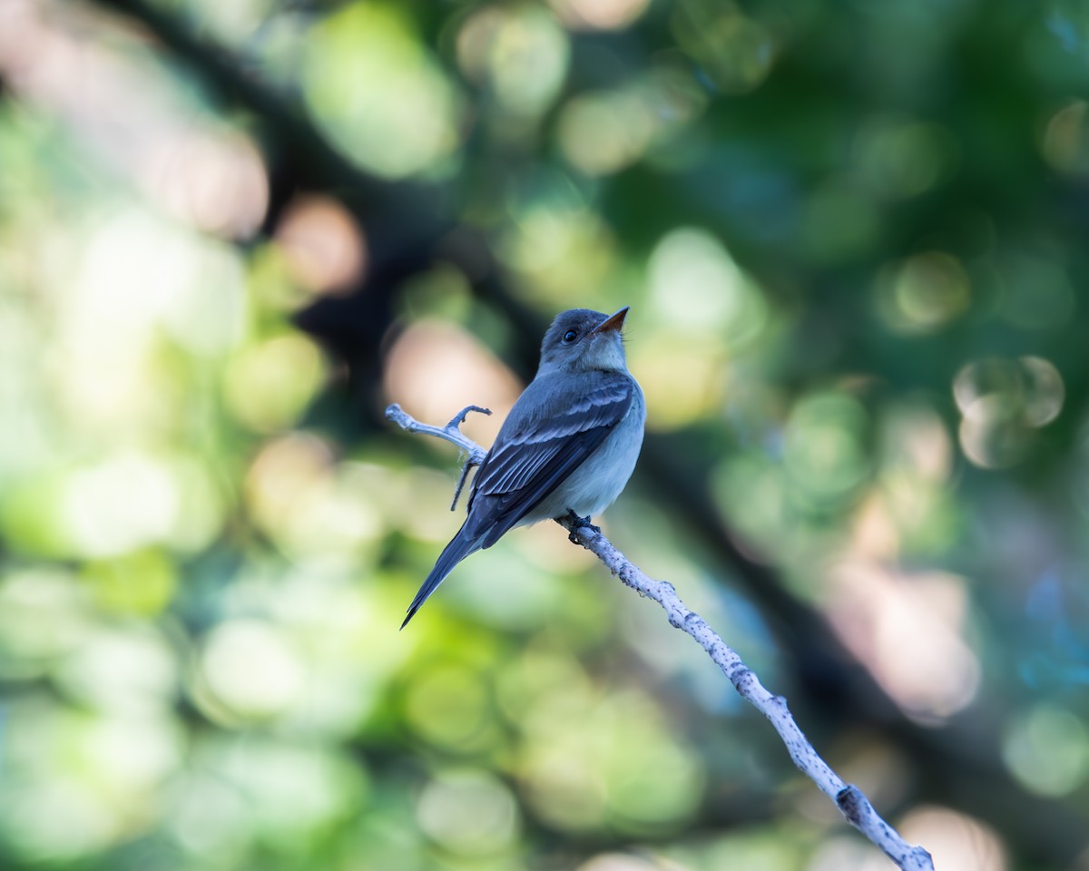 Willow Flycatcher - ML620764373