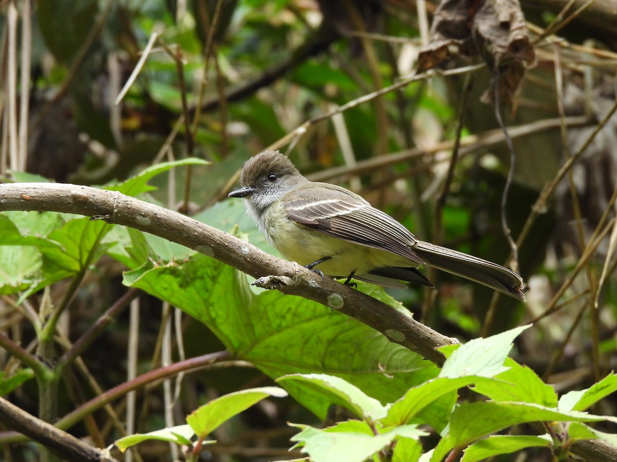 Pale-edged Flycatcher - ML620764379