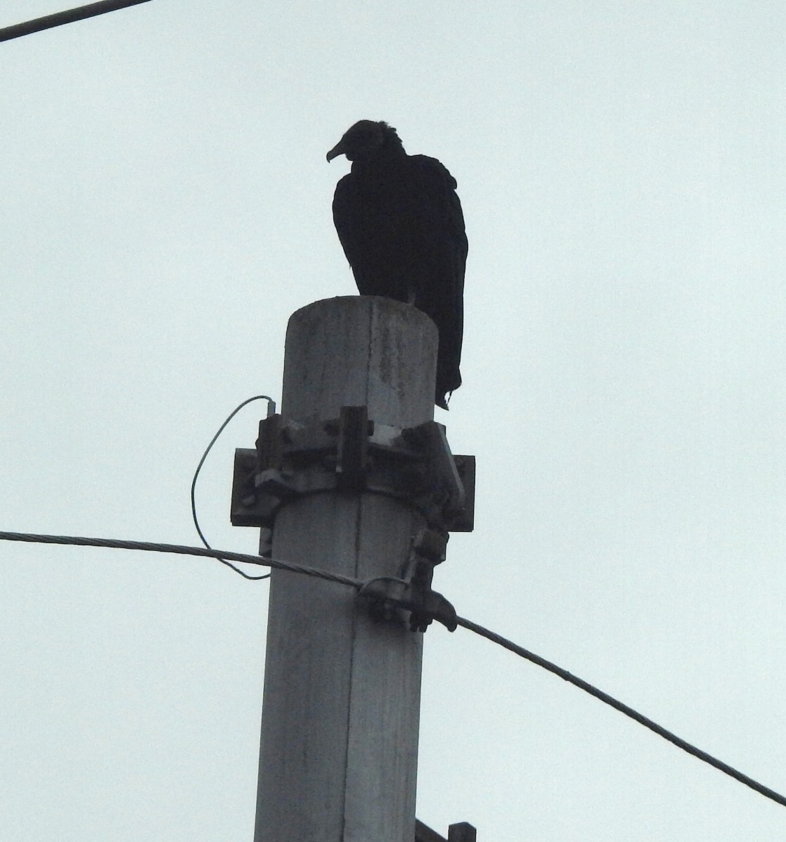 Black Vulture - ML620764381