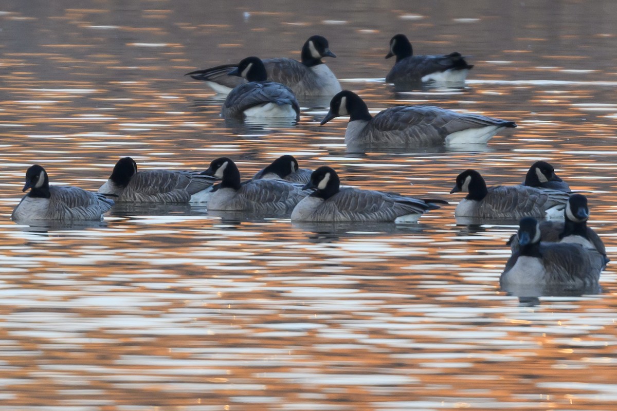 Cackling Goose - ML620764382