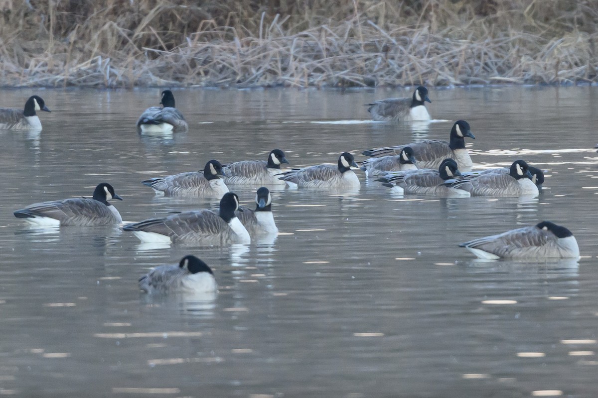 Cackling Goose - Stephen Davies