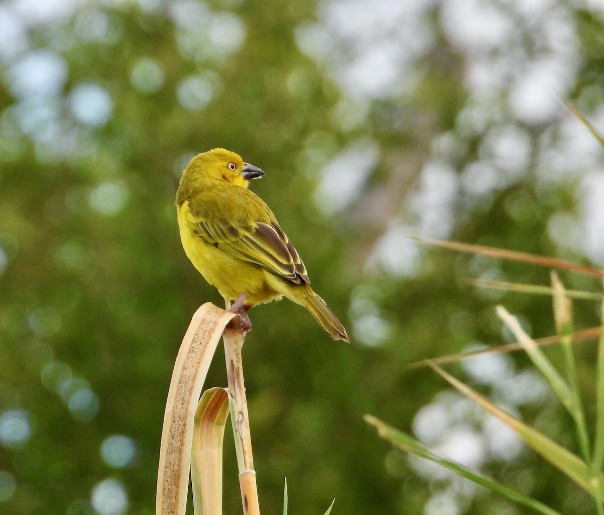 Holub's Golden-Weaver - ML620764384