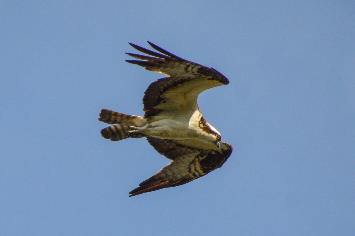 Águila Pescadora - ML620764389