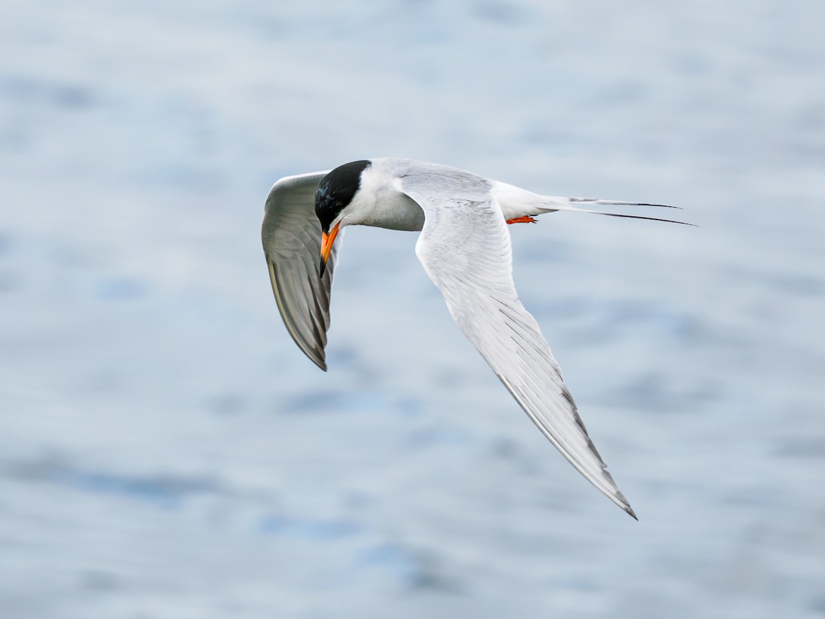 Forster's Tern - ML620764392