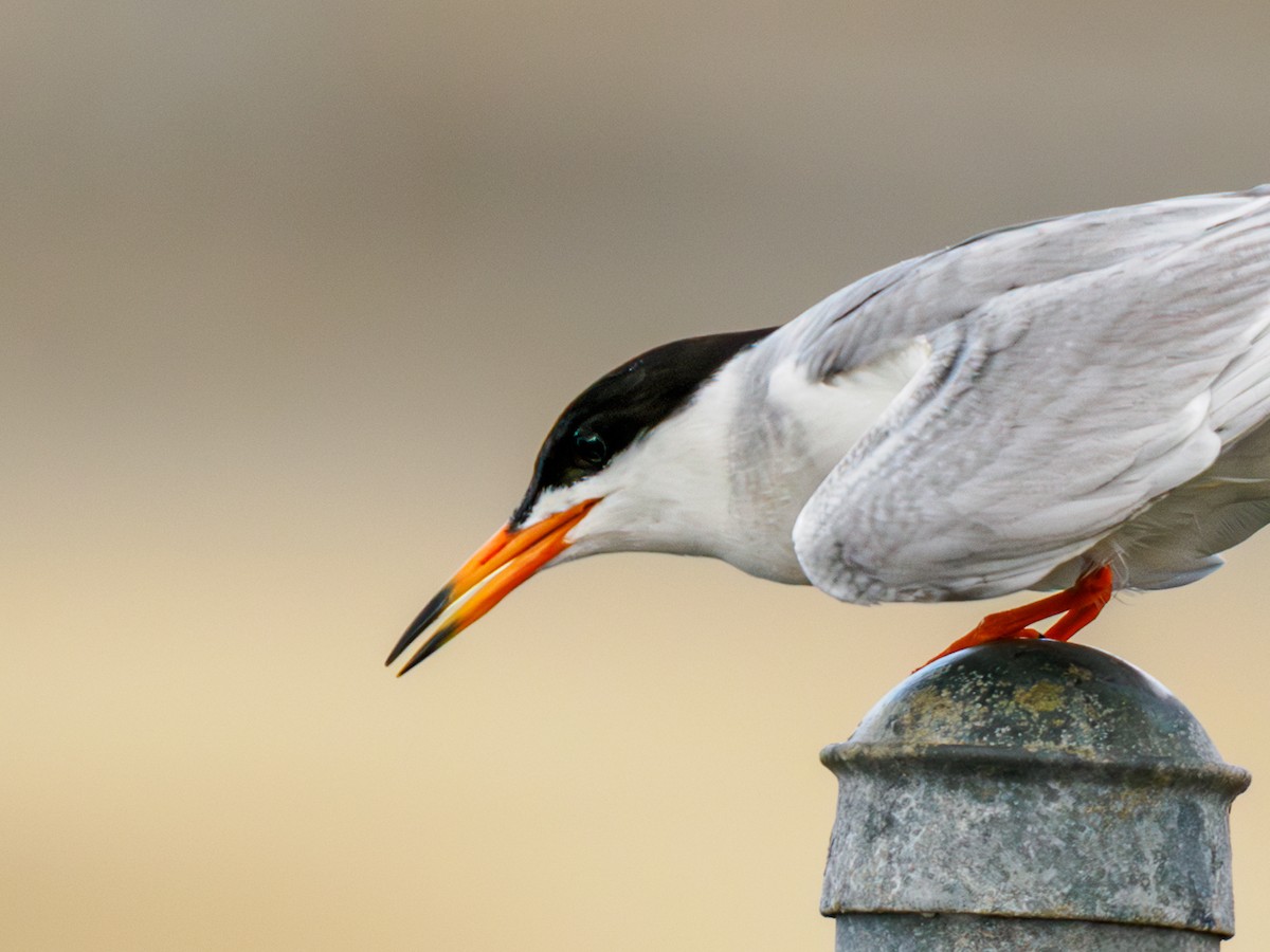 Forster's Tern - Prashant Tewari