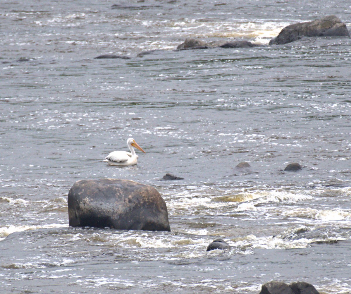 American White Pelican - ML620764398