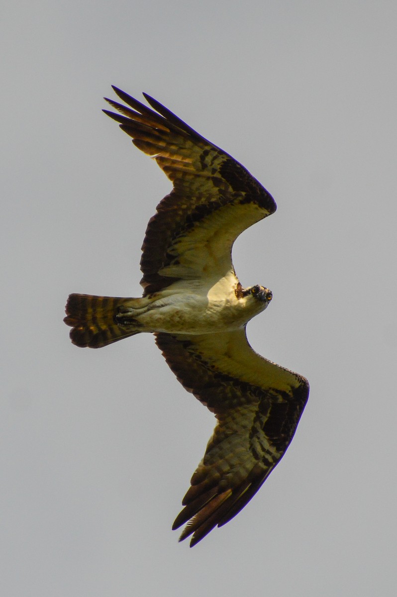 Águila Pescadora - ML620764420