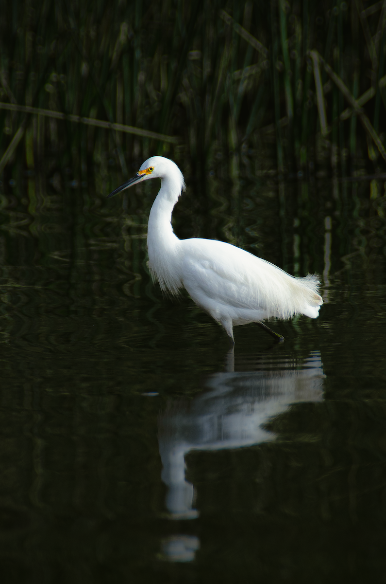 Snowy Egret - ML620764421