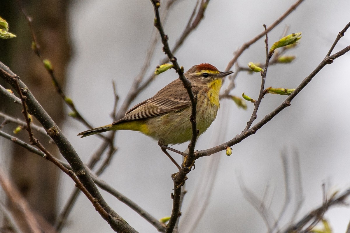 Palm Warbler - ML620764432