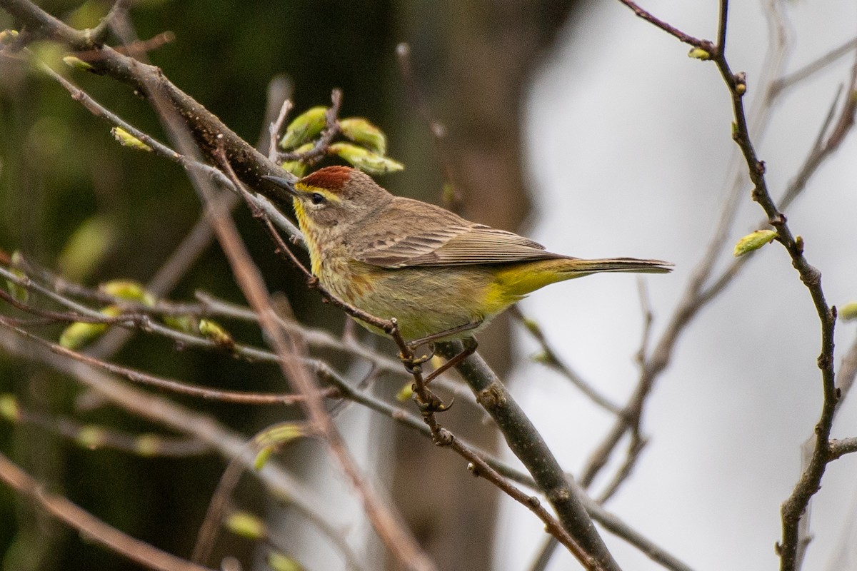 Palm Warbler - Bill Tollefson