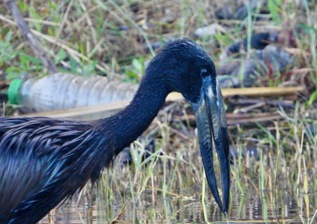 African Openbill - ML620764434