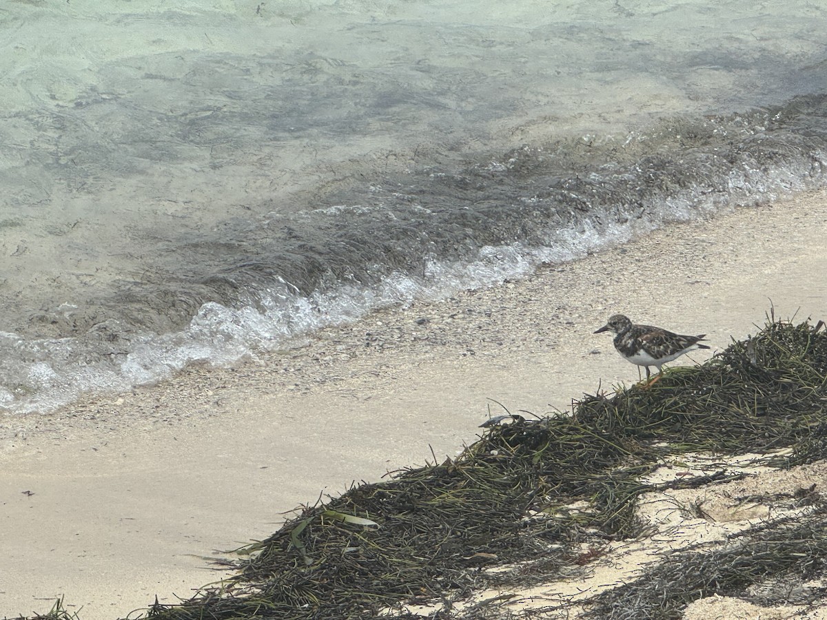 Black-bellied Plover - ML620764437