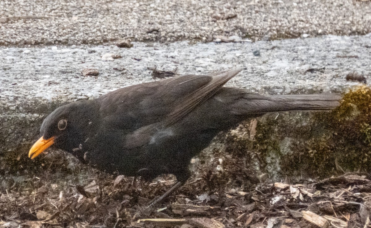 Eurasian Blackbird - ML620764441